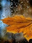 pic for Autumn Leaf
